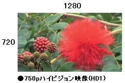 750pnCrWf