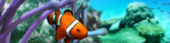 clown-fish