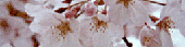 Ready-made Image O