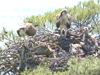 A Story of Ospreys