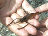 Oriental River Prawns Are Still Found in Osaka