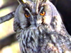 Owls Wintering at a Dry Riverbed