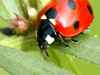 Coccinelle et Compagnie