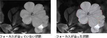 ƊEAtH[JXAVXg@\